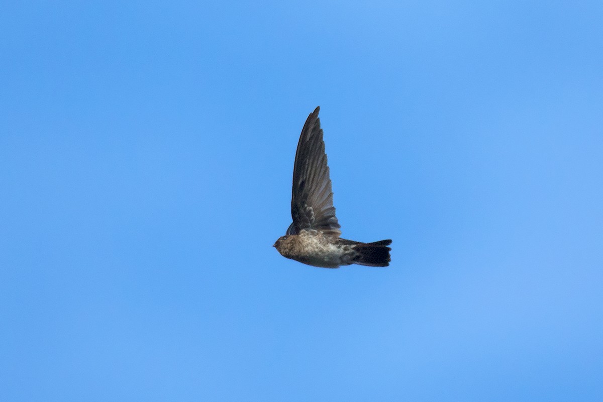 Cave Swiftlet - ML481825701