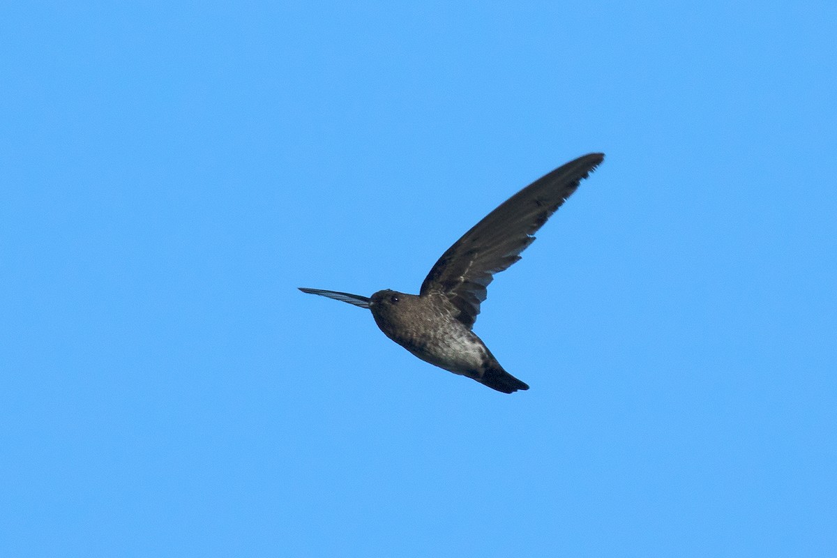 Cave Swiftlet - ML481825711