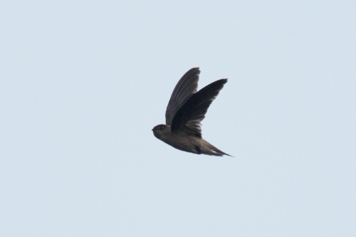 White-nest Swiftlet - ML481825831