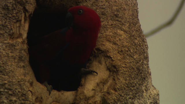 Papua Eklektus Papağanı - ML481826