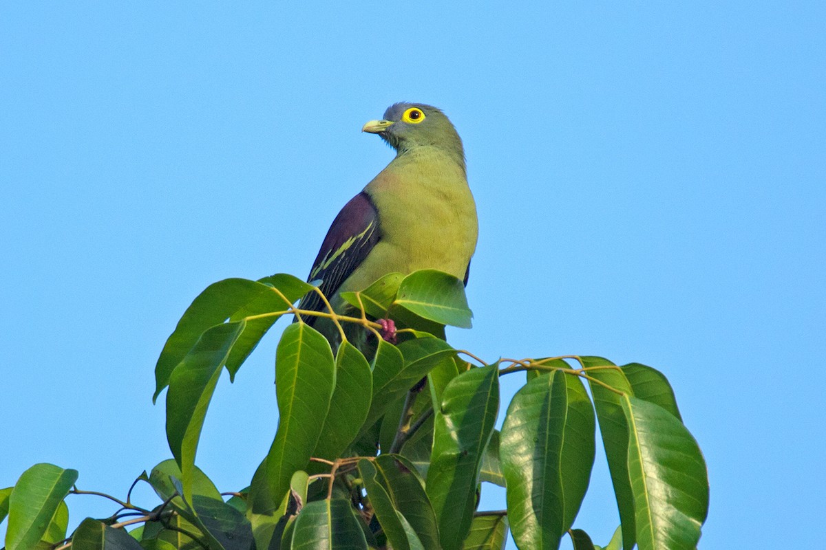 Gray-cheeked Green-Pigeon - ML481826141