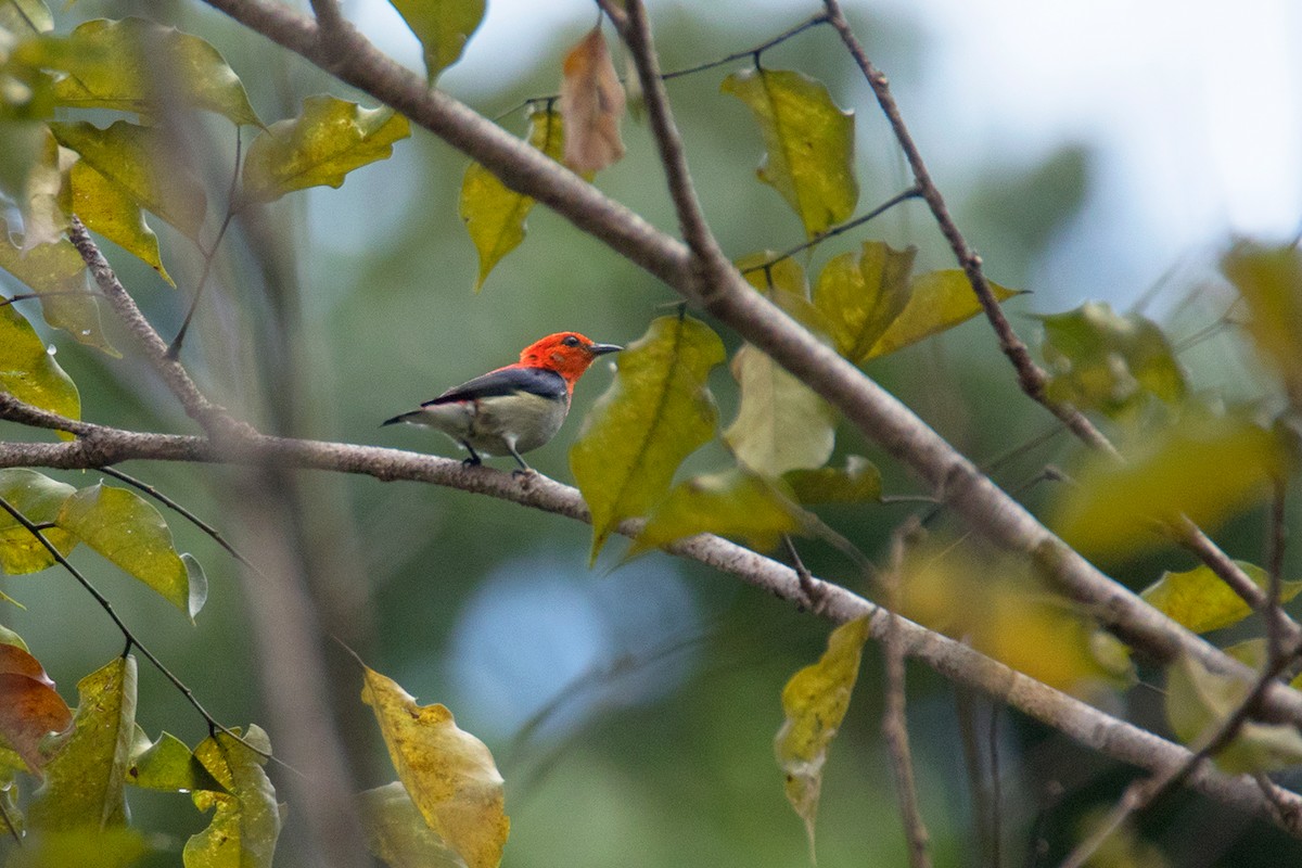 Scarlet-headed Flowerpecker - ML481826681