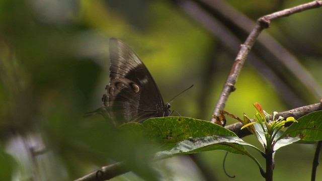 Moths and Butterflies - ML481827