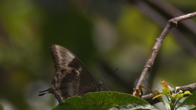 Moths and Butterflies - ML481828