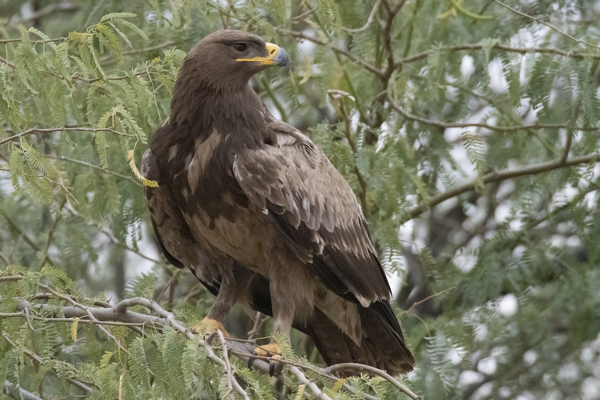 Steppe Eagle - Miguel Rouco