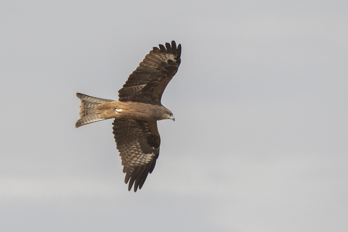 Black Kite (Black-eared) - Miguel Rouco