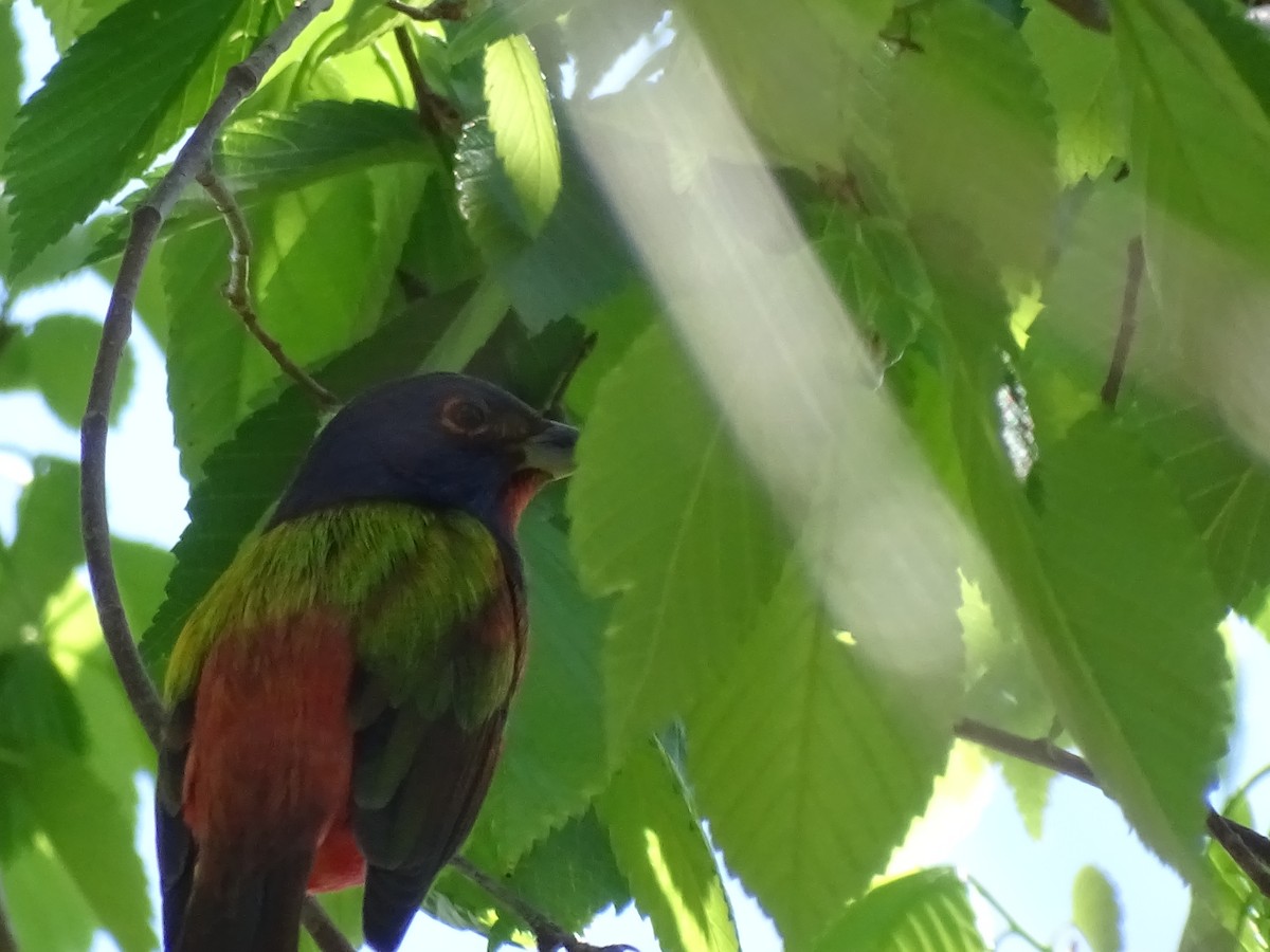 Painted Bunting - ML48183261