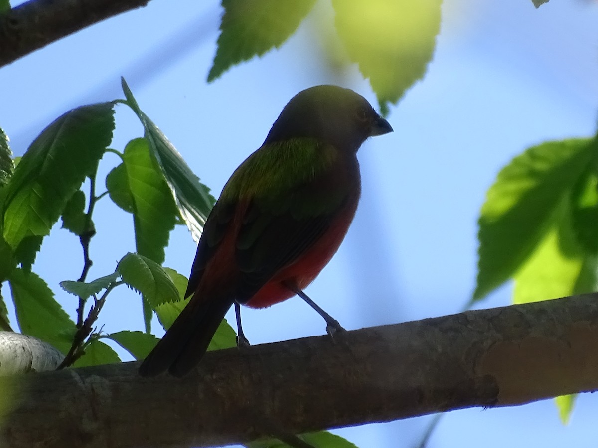 Painted Bunting - ML48183291