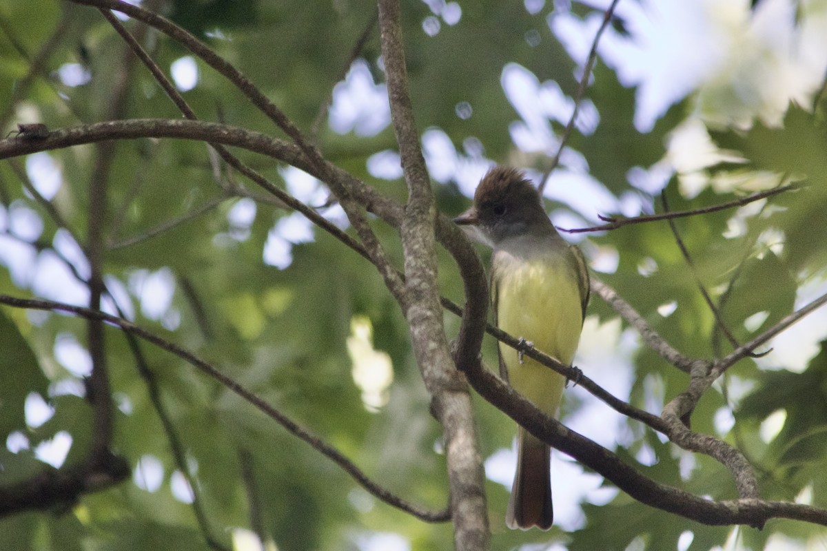 Great Crested Flycatcher - ML481838831