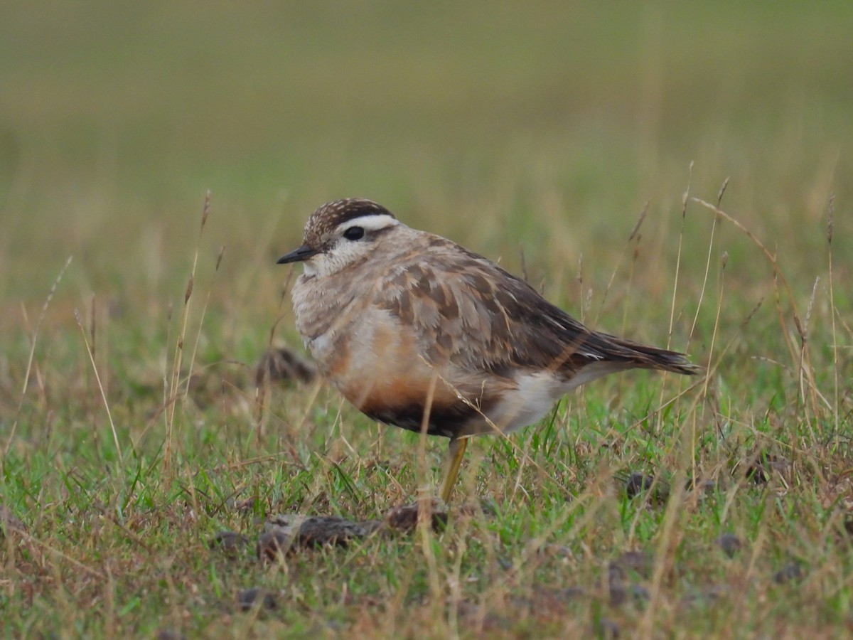 Ebird Checklist 6 Sep 2022 Cleeve Common Sssi 8 Species