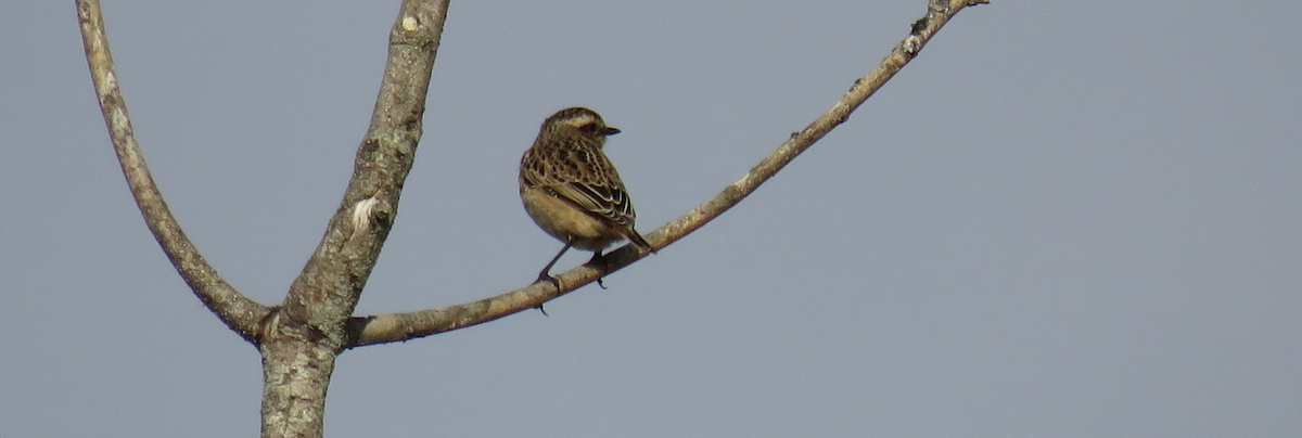 Whinchat - ML481843531