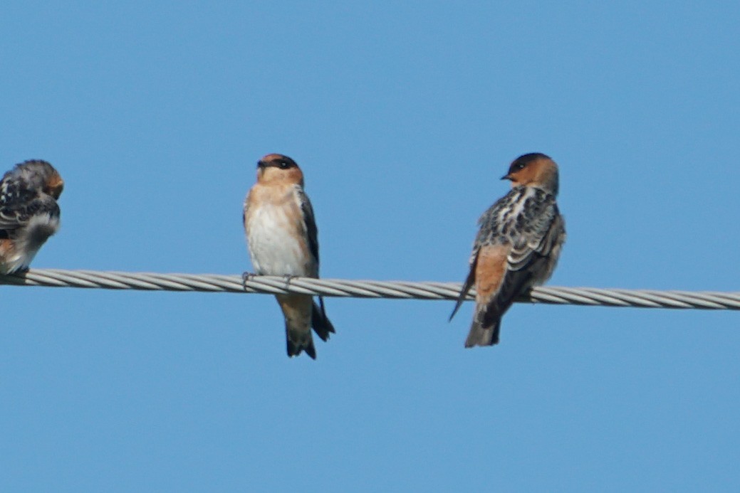 Cave Swallow - ML481855481
