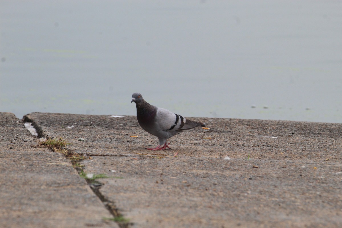 Rock Pigeon (Feral Pigeon) - ML481856801