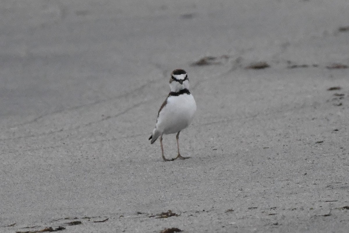 Collared Plover - ML481861031