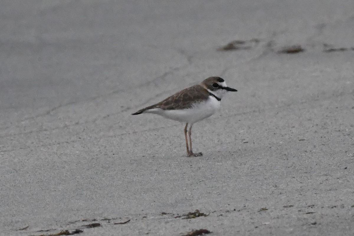 Collared Plover - ML481861041