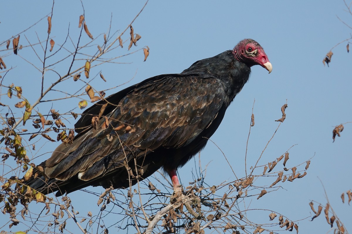 Turkey Vulture - Mark Haindfield