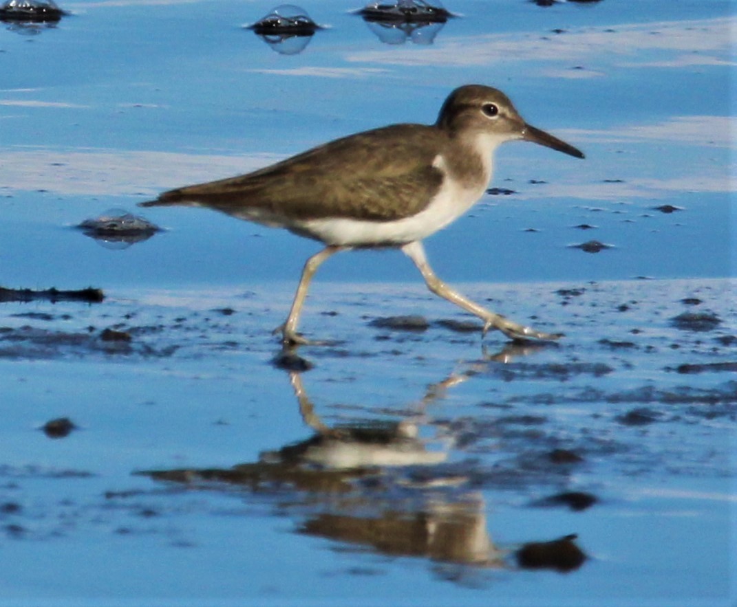 ML481865001 Spotted Sandpiper Macaulay Library   1200