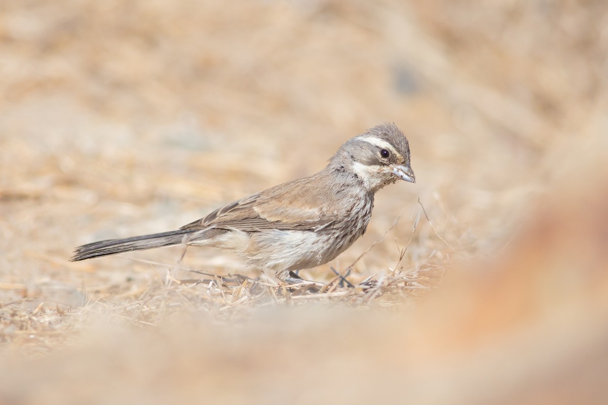 Black-throated Sparrow - ML481870101