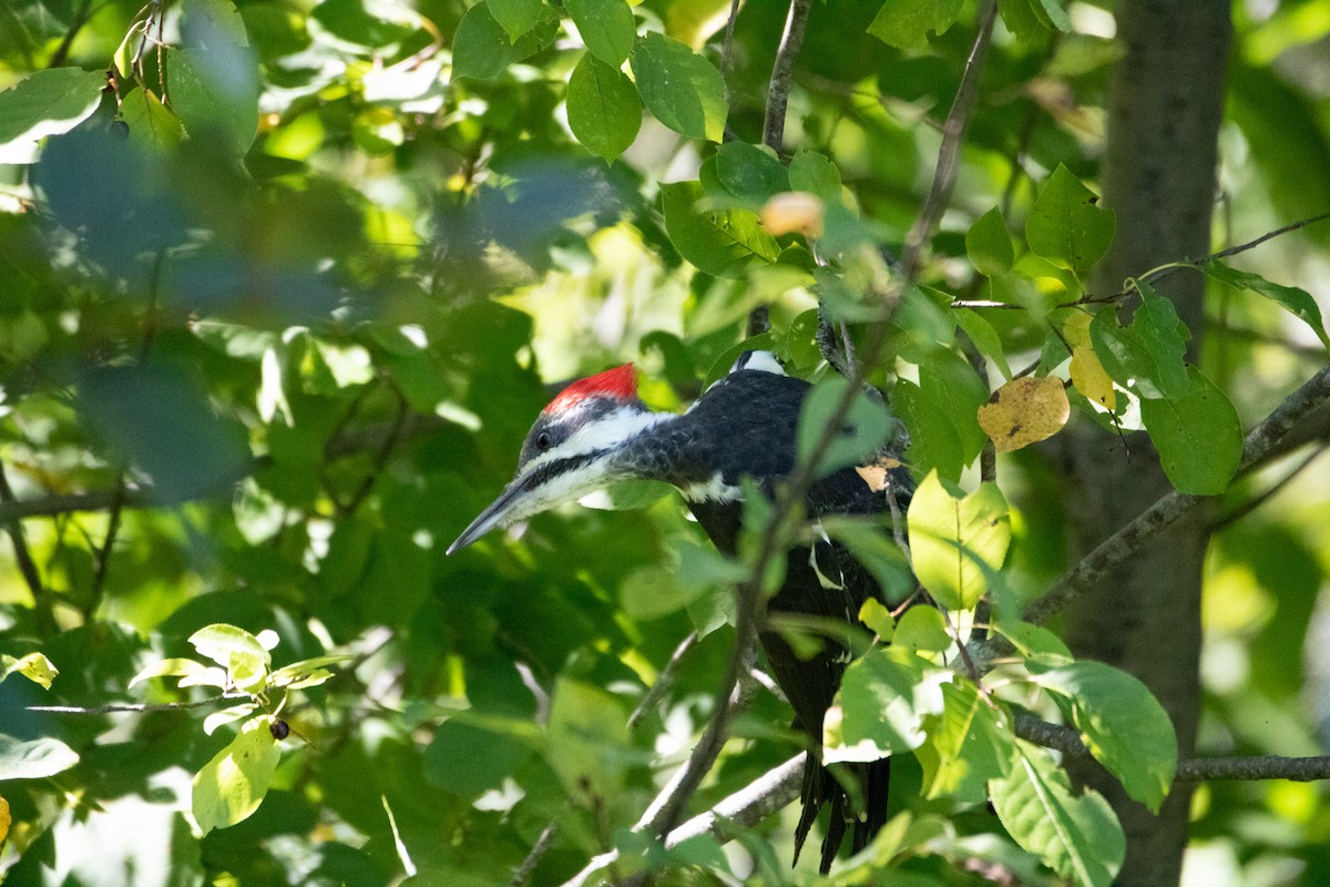 Pileated Woodpecker - ML481870551