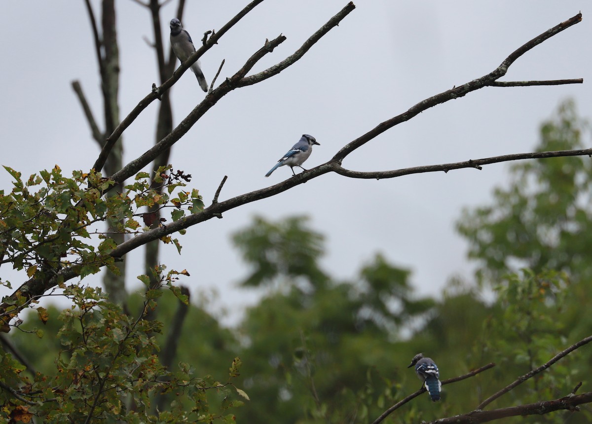 ML481875581 Blue Jay Macaulay Library