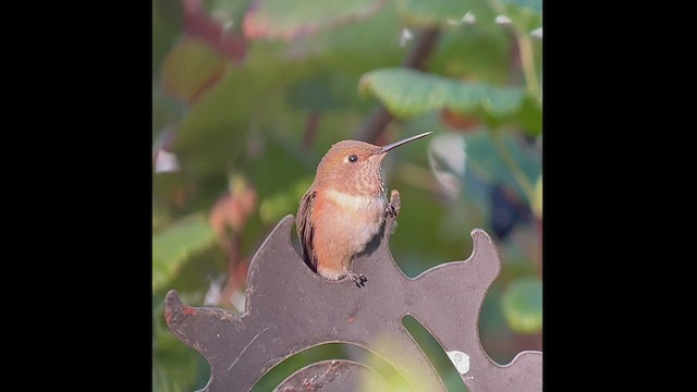 Rufous Hummingbird - ML481878561