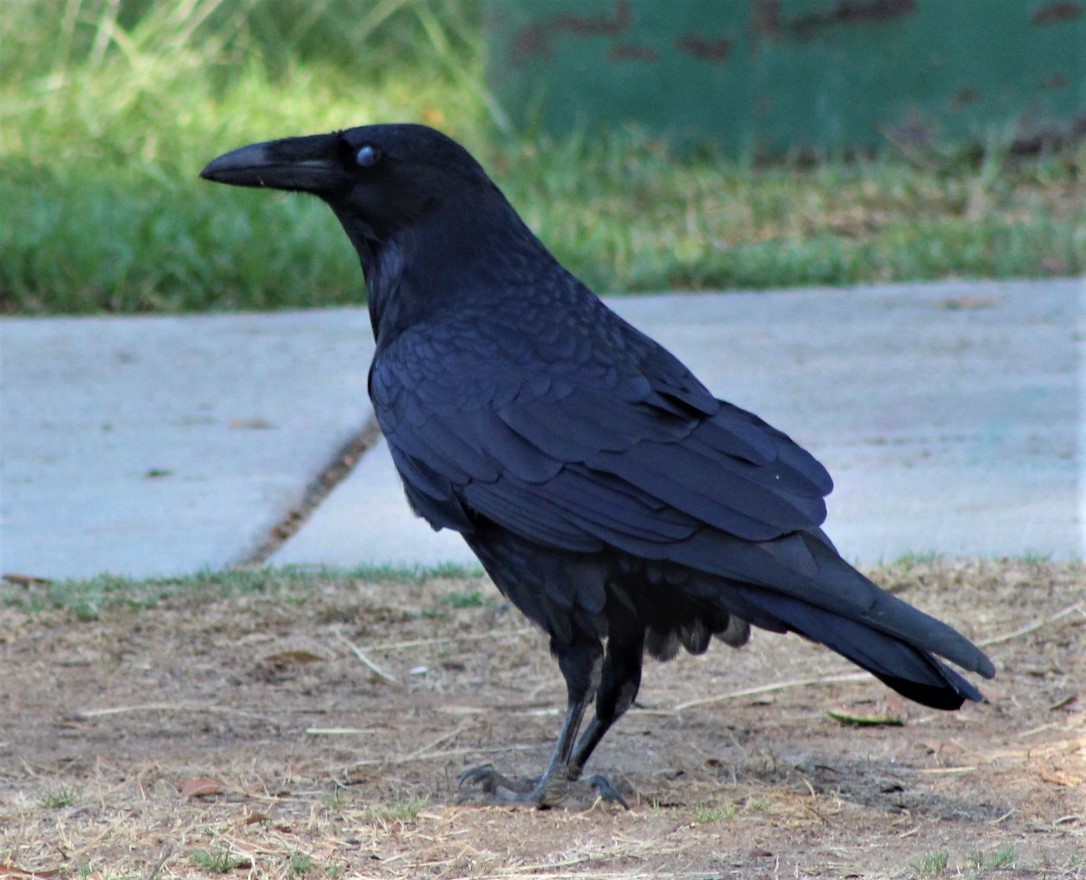 Common Raven - Richard Breisch