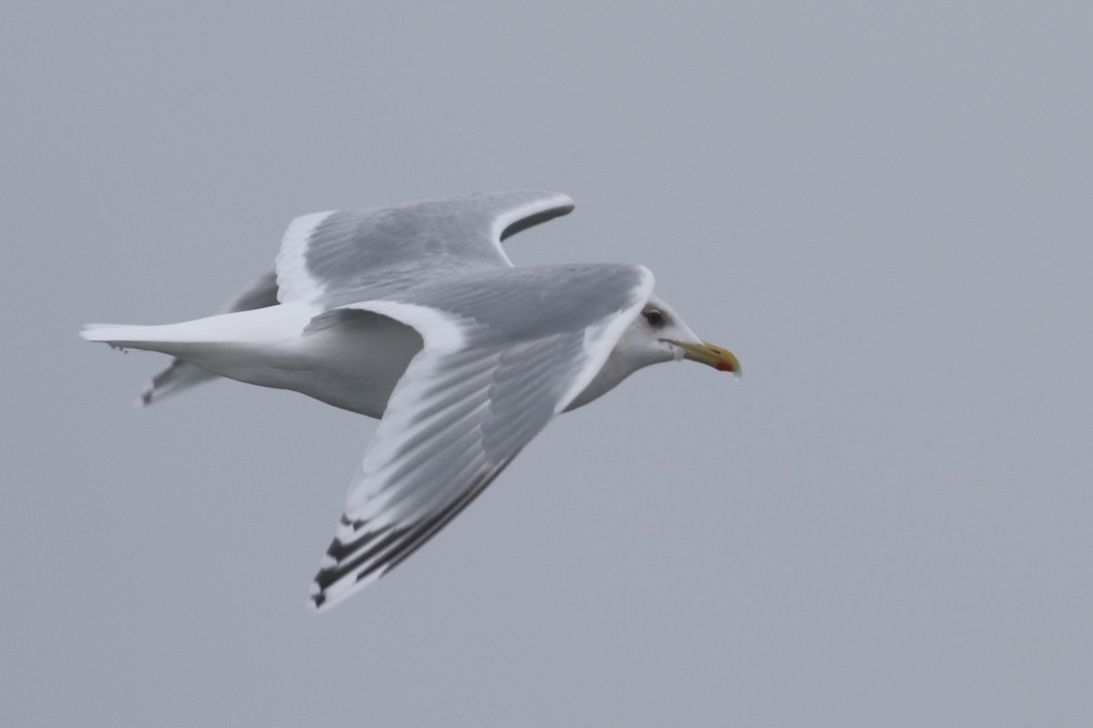 Iceland Gull (kumlieni) - Alvan Buckley