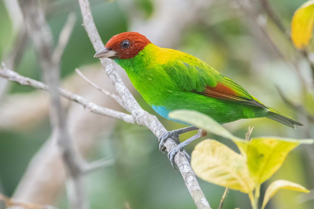 Rufous-winged Tanager - ML481884121
