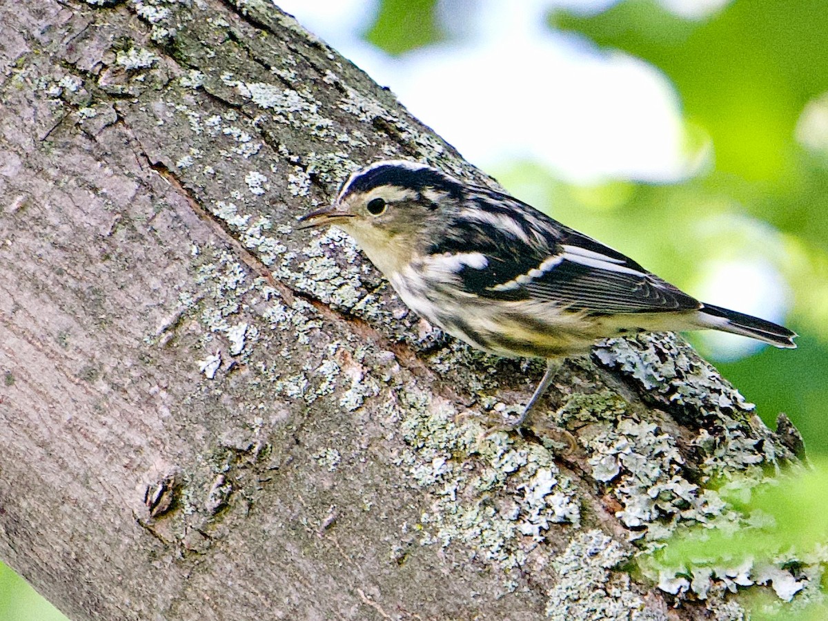 Black-and-white Warbler - ML481888201