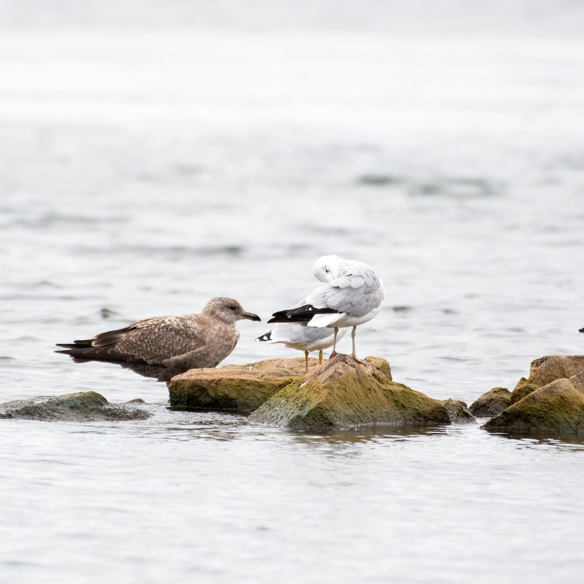 ML481888451 Herring Gull Macaulay Library