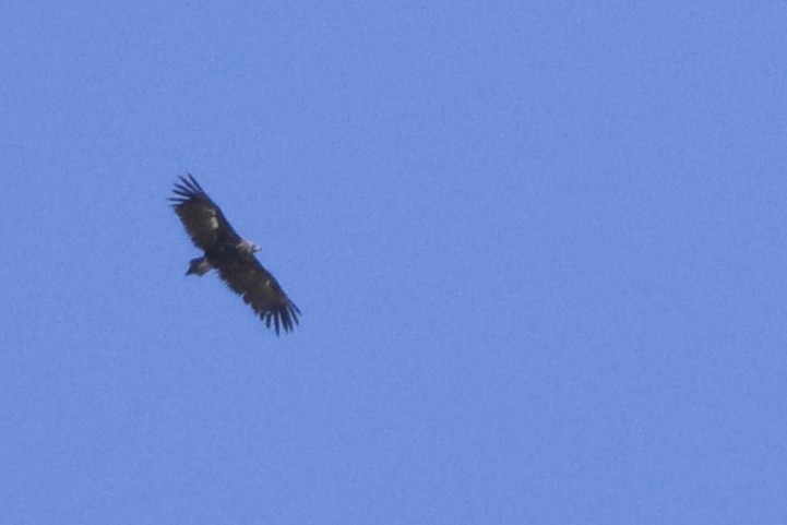 Cinereous Vulture - ML481891531