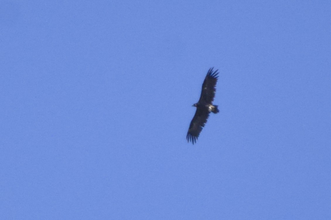 Cinereous Vulture - ML481891541