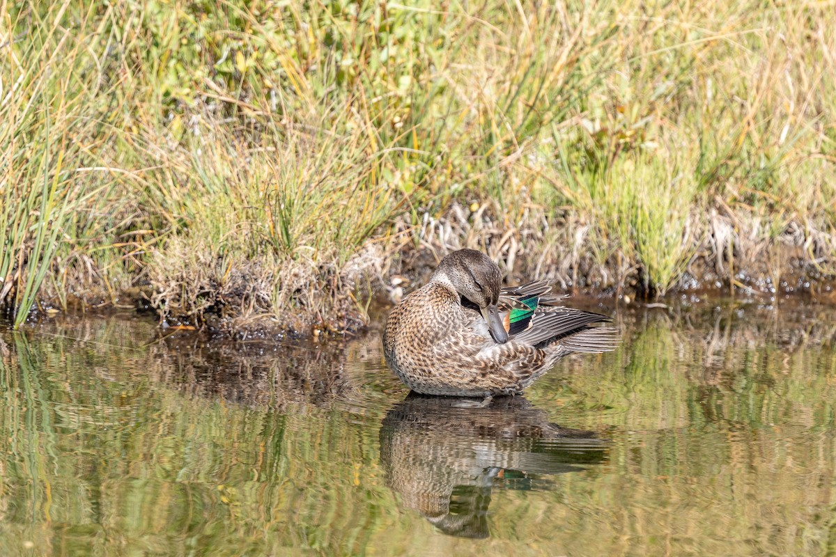 Green-winged Teal - ML481894691