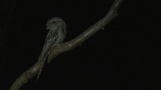 Papuan Frogmouth - ML481897