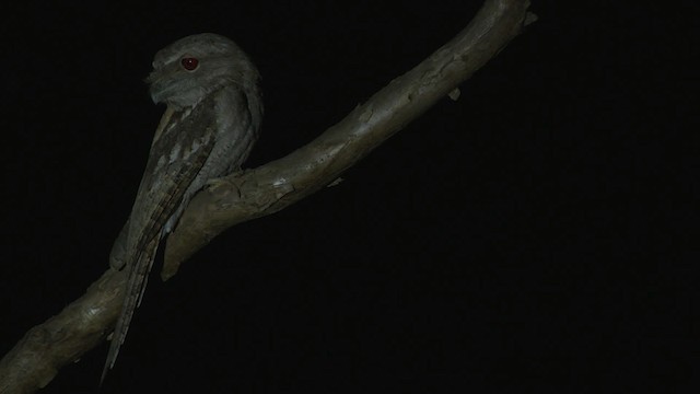 Papuan Frogmouth - ML481898