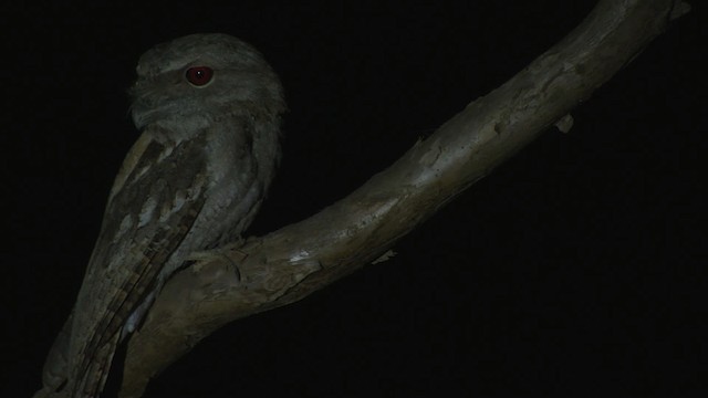 Papuan Frogmouth - ML481899