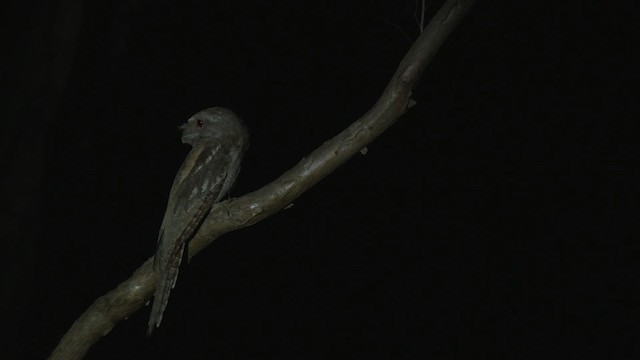 Papuan Frogmouth - ML481900