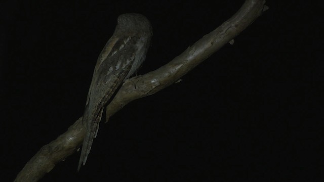 Papuan Frogmouth - ML481901