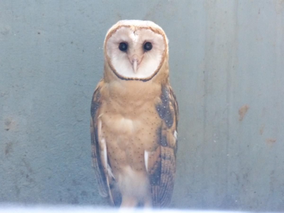 Barn Owl - ML481901921