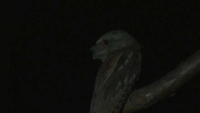 Papuan Frogmouth - ML481902