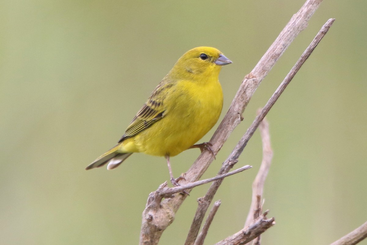 Stripe-tailed Yellow-Finch - Ian Thompson