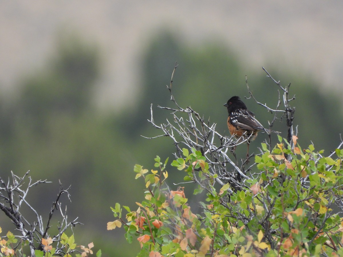 Spotted Towhee - ML481903531