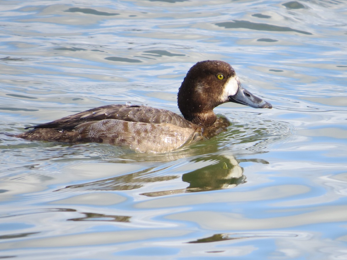 Greater Scaup - ML48190431