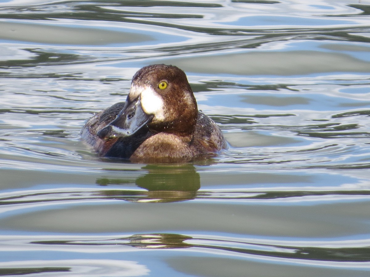 Greater Scaup - ML48190451