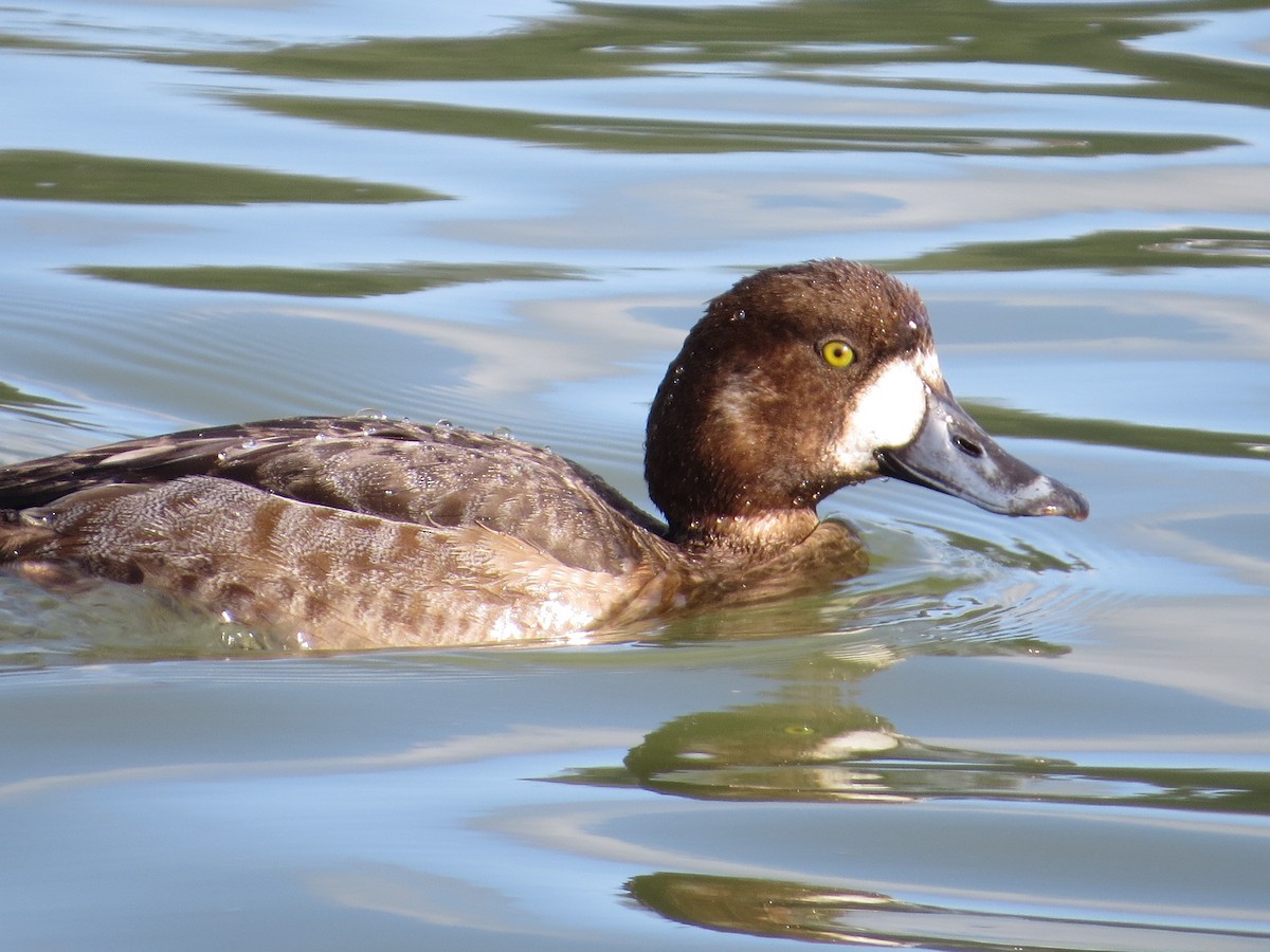 Greater Scaup - ML48190461