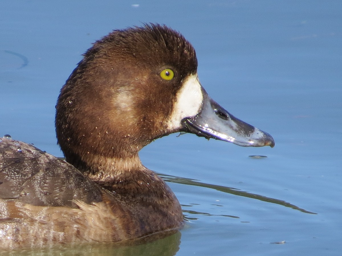 Greater Scaup - ML48190491