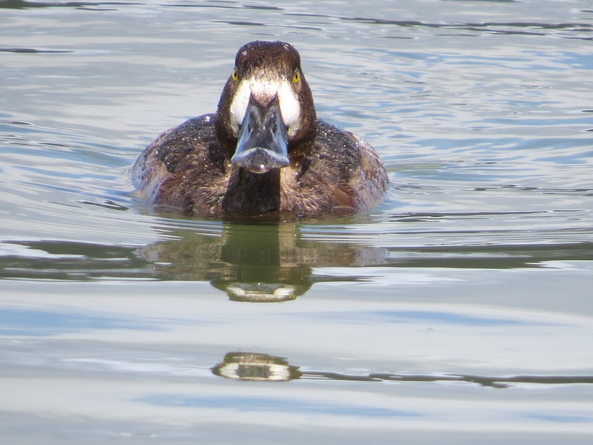 Greater Scaup - ML48190501