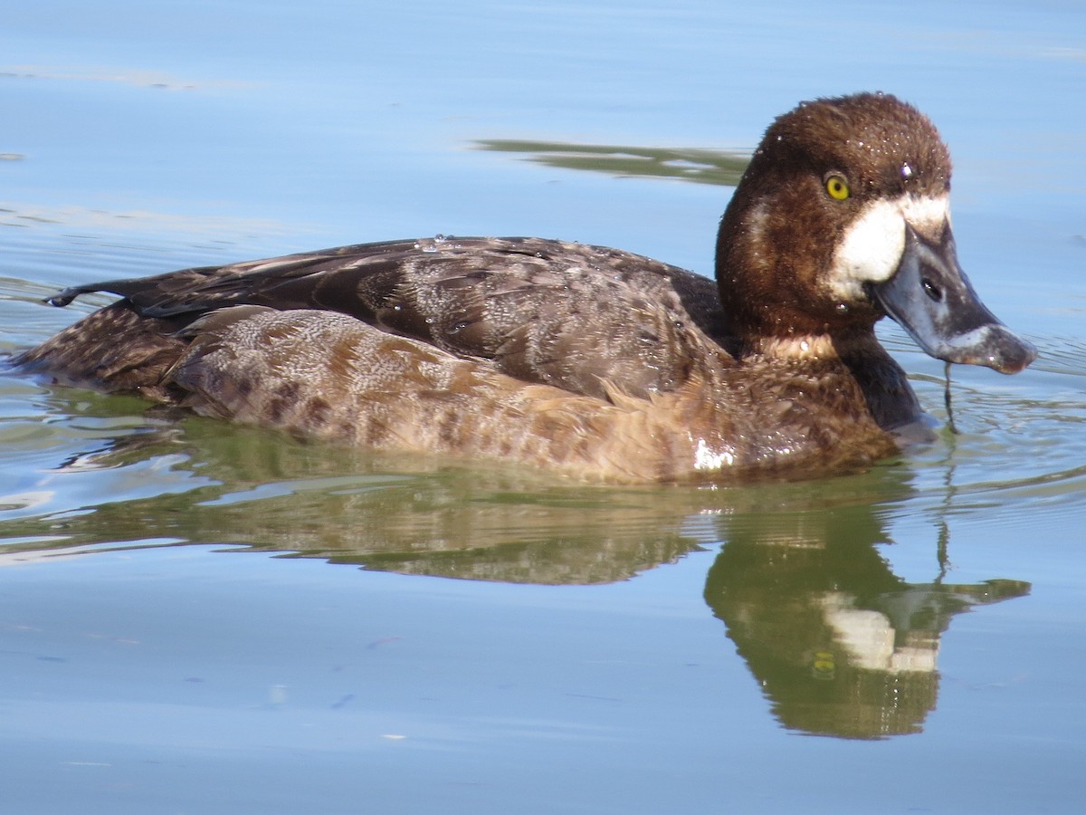 Greater Scaup - ML48190511