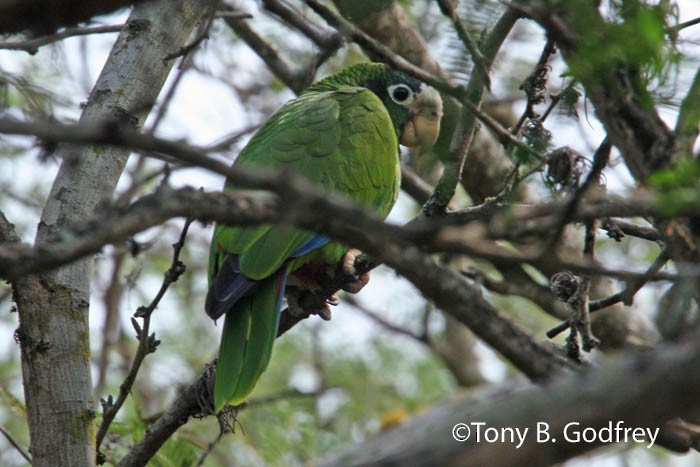 Hispaniolan Parrot - Tony Godfrey