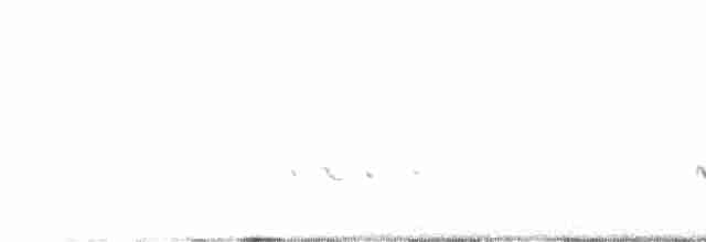 Black-bellied Plover/golden-plover sp. - ML481907181